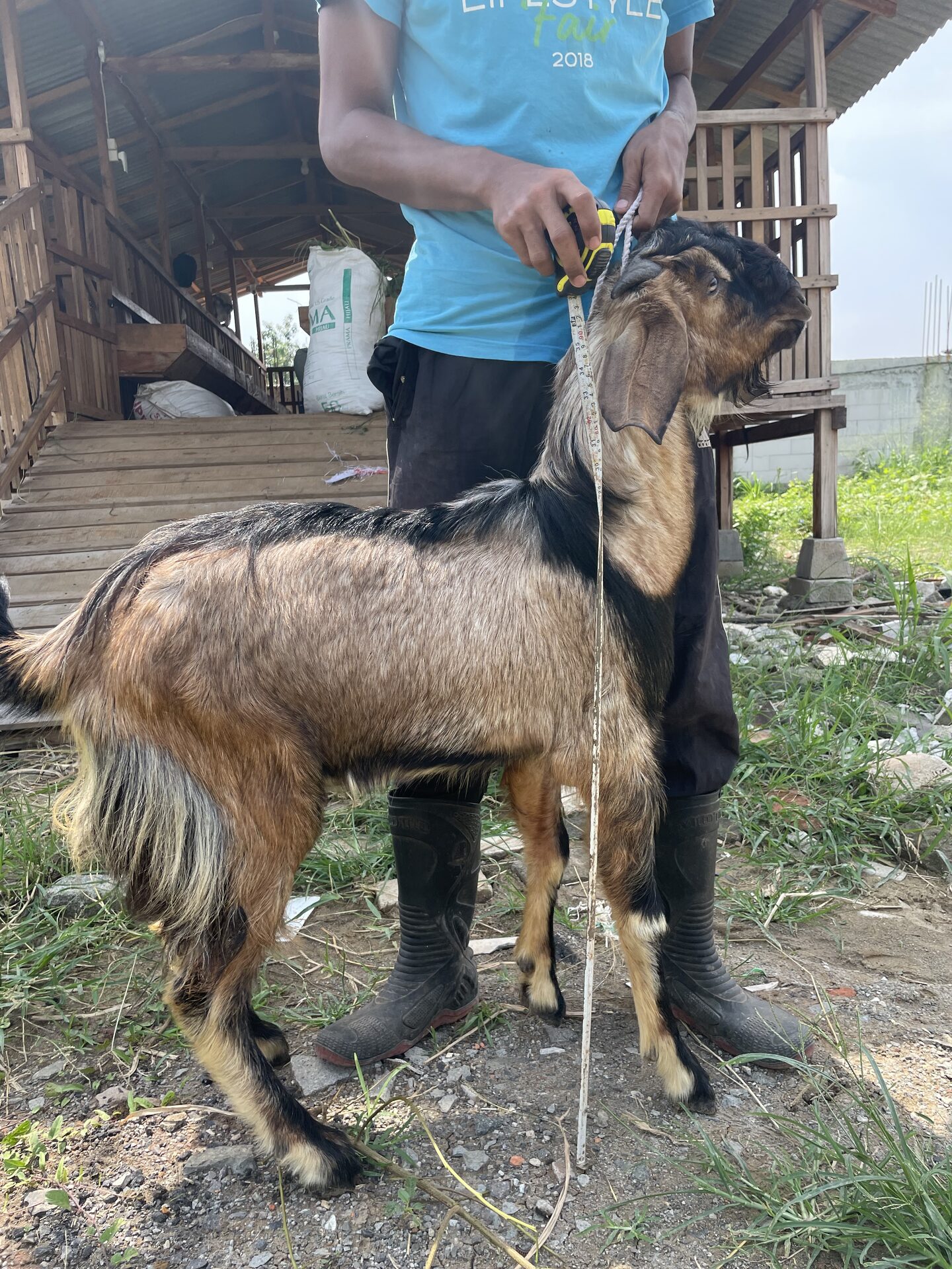 Jawarandu Jerabang 6